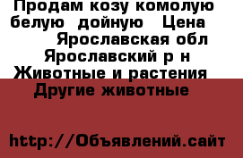 Продам козу комолую, белую, дойную › Цена ­ 5 000 - Ярославская обл., Ярославский р-н Животные и растения » Другие животные   